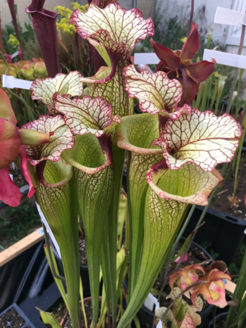 Sarracenia Leah Wilkerson by David