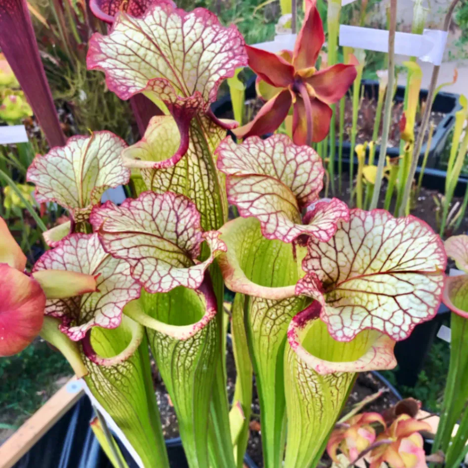 Sarracenia Leah Wilkerson by David