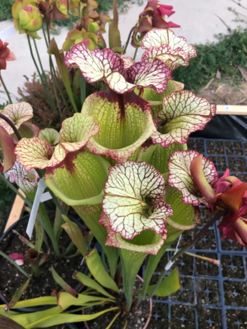 Sarracenia Leah Wilkerson by David