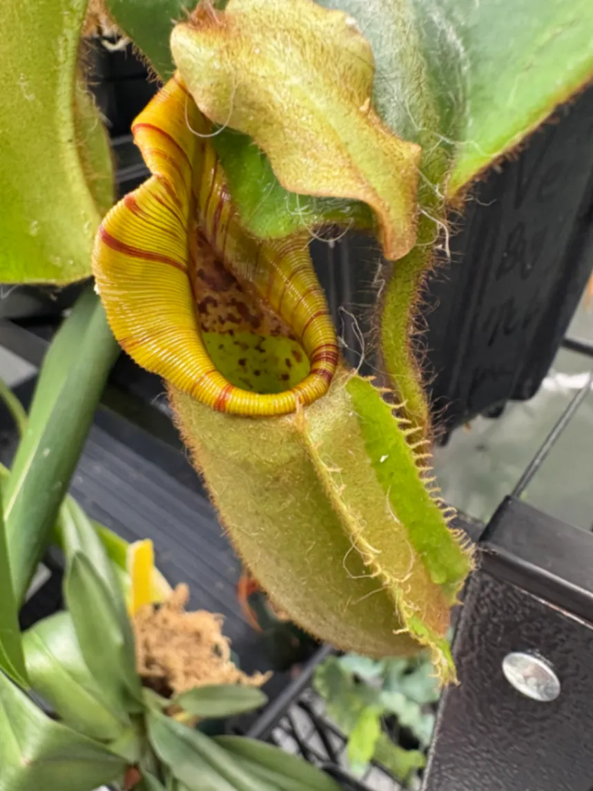 Nepenthes veitchii '‘Big mama’ x ‘The wave’' by Max_Grows