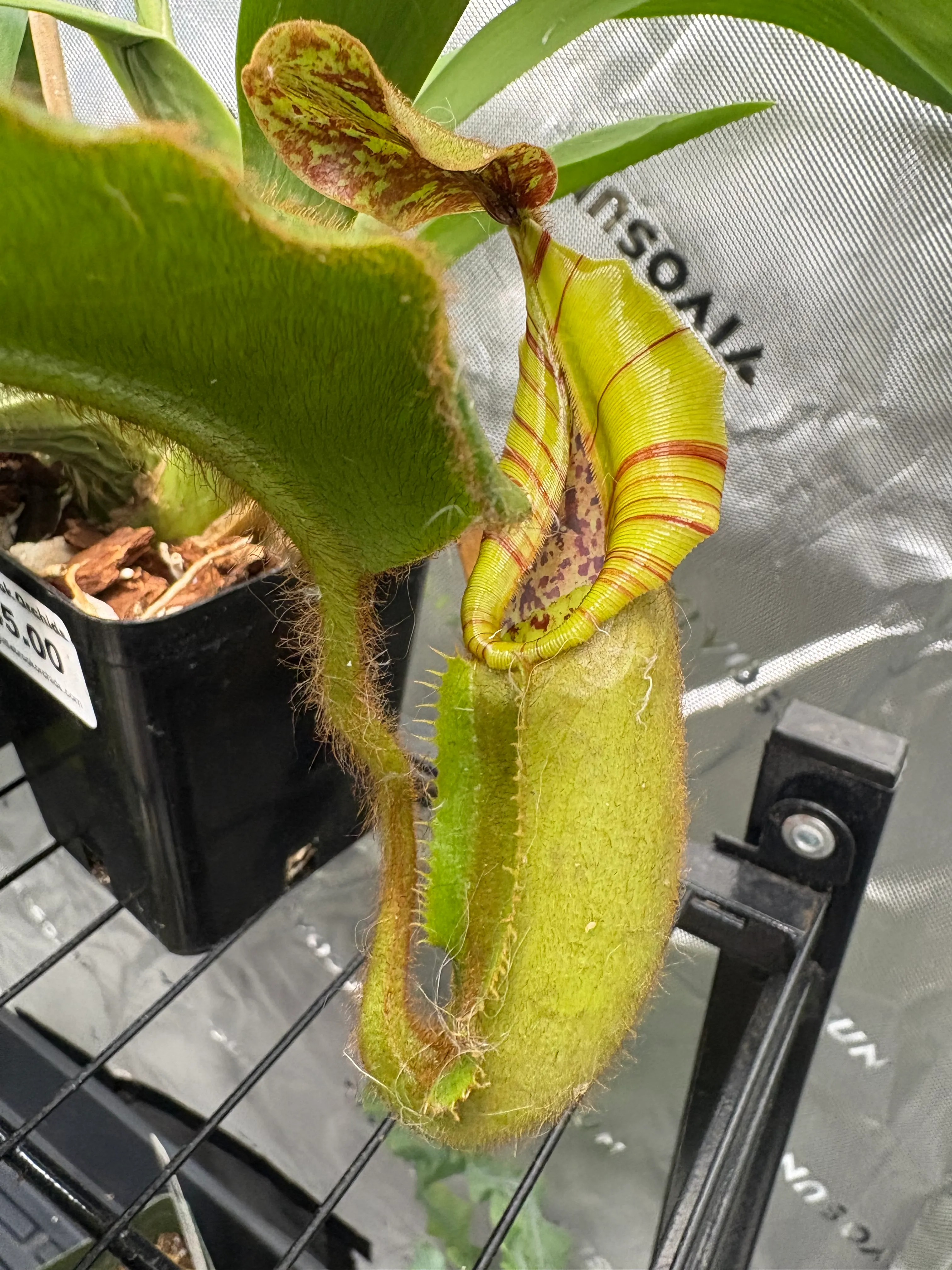 Nepenthes veitchii '‘Big mama’ x ‘The wave’' by Max_Grows