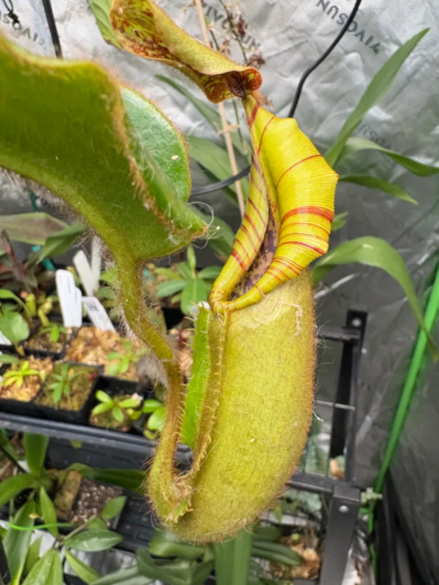 Nepenthes veitchii '‘Big mama’ x ‘The wave’' by Max_Grows