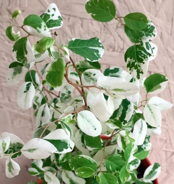 Breynia disticha 'Roseopicta' by growviolet