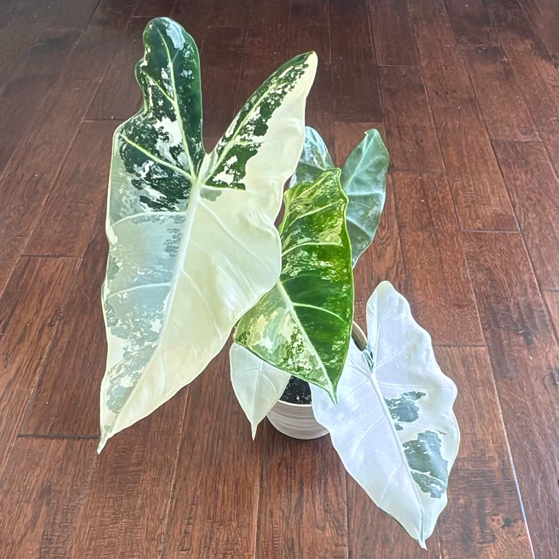 Alocasia micholitziana 'Frydek Variegata' by David
