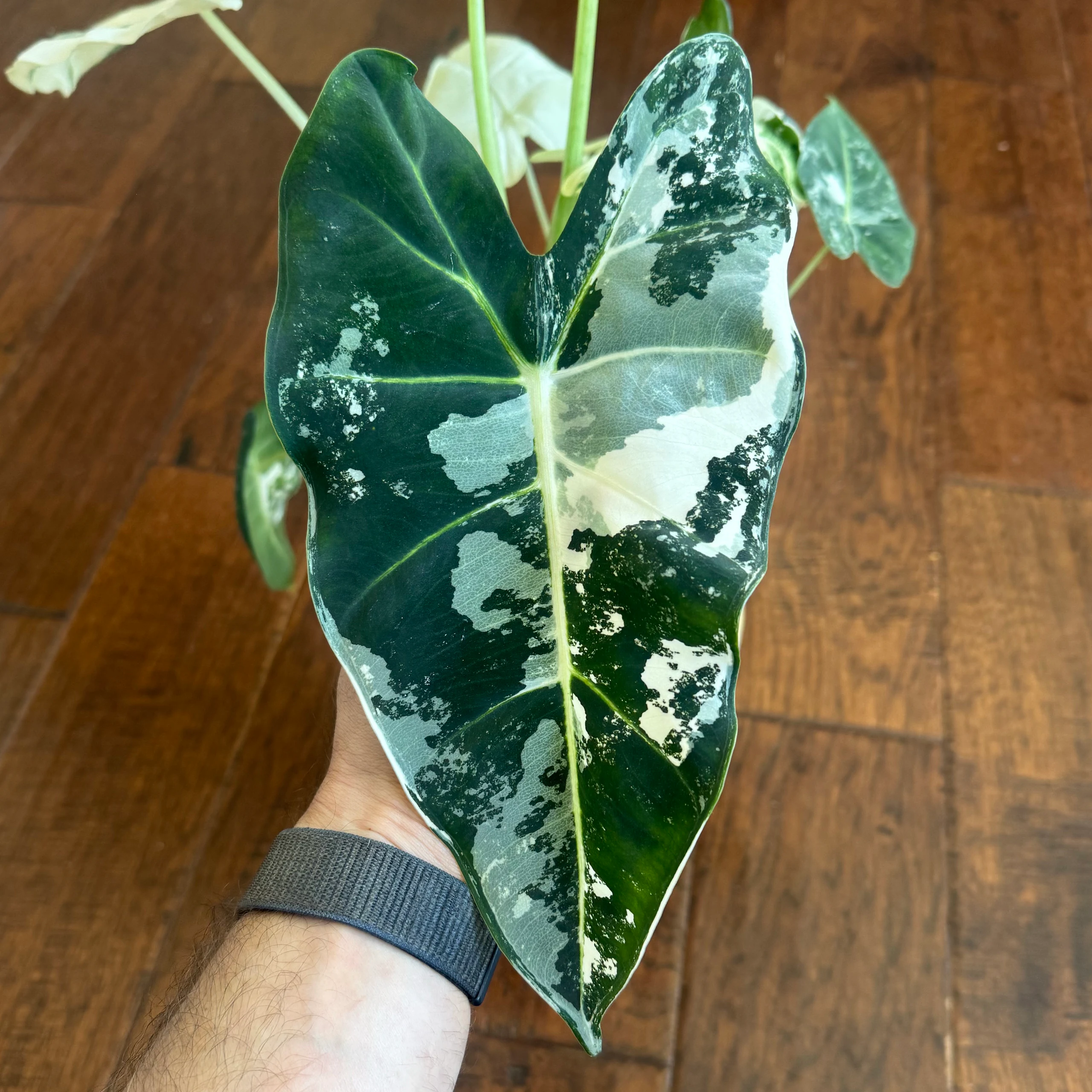 Alocasia micholitziana 'Frydek Variegata' by David