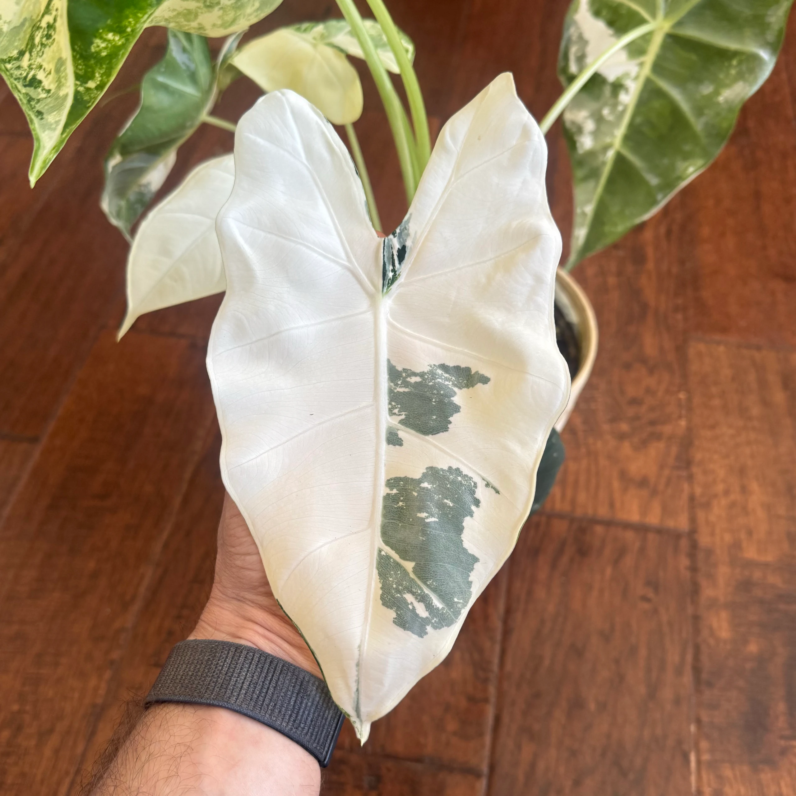 Alocasia micholitziana 'Frydek Variegata' by David