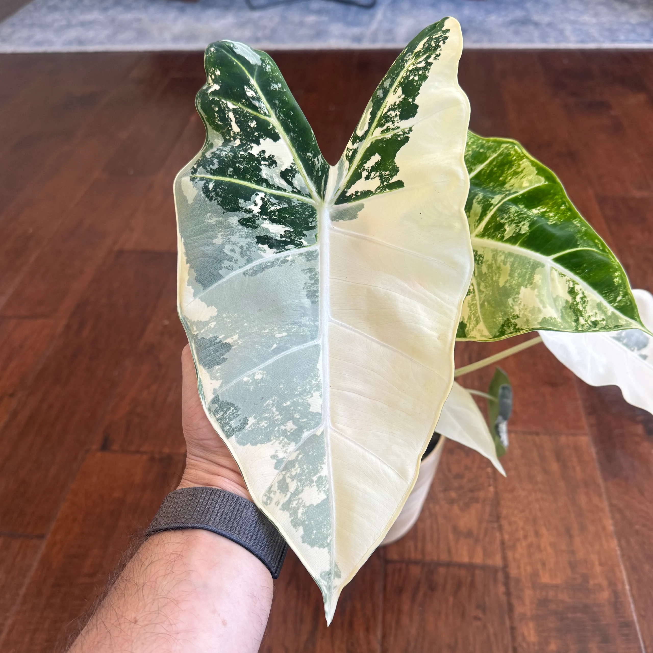 Alocasia micholitziana 'Frydek Variegata' by David