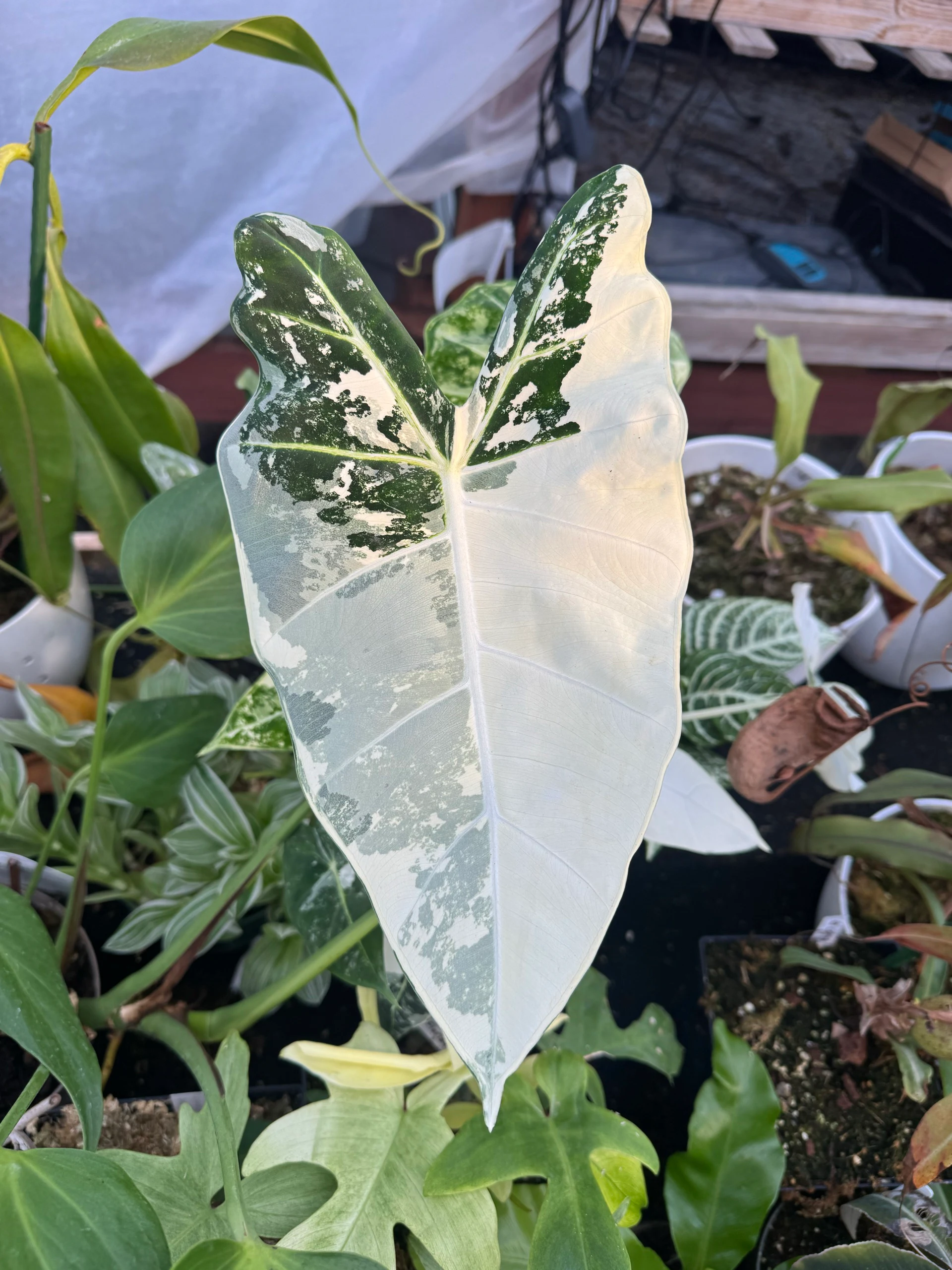 Alocasia micholitziana 'Frydek Variegata' by David