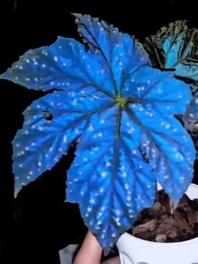 Begonia erythrofolia by NashvilleNDP