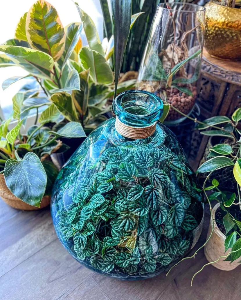 Peperomia caperata by DoodleBirdTerrariums