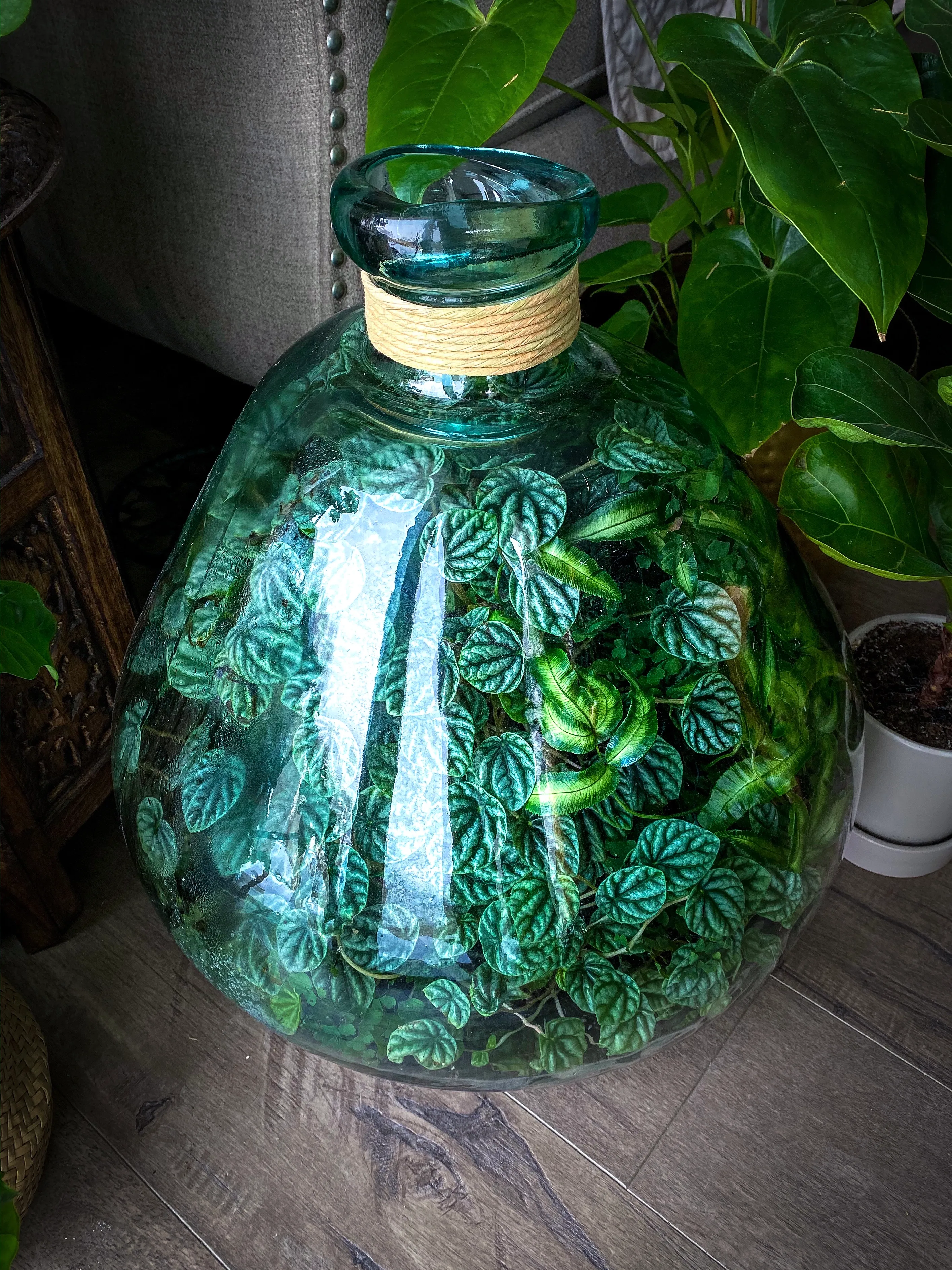 Peperomia caperata by DoodleBirdTerrariums