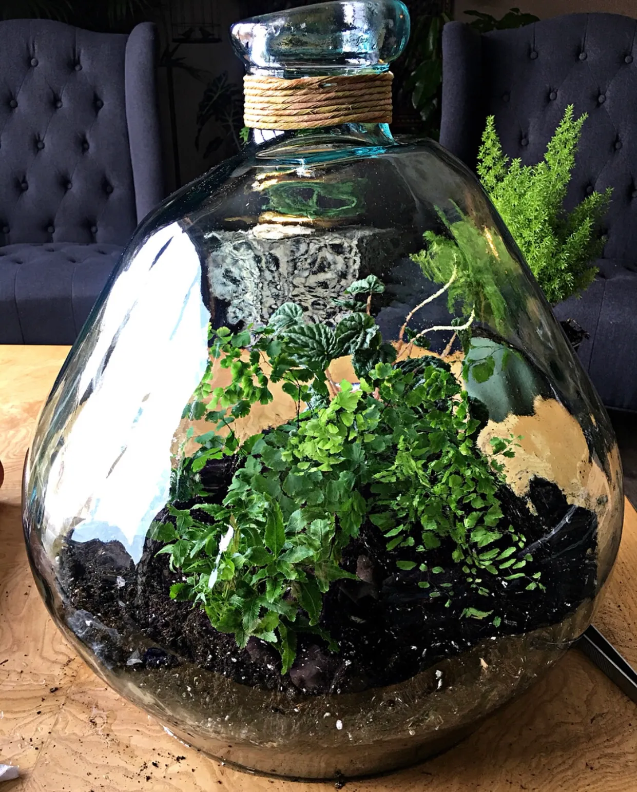 Peperomia caperata by DoodleBirdTerrariums