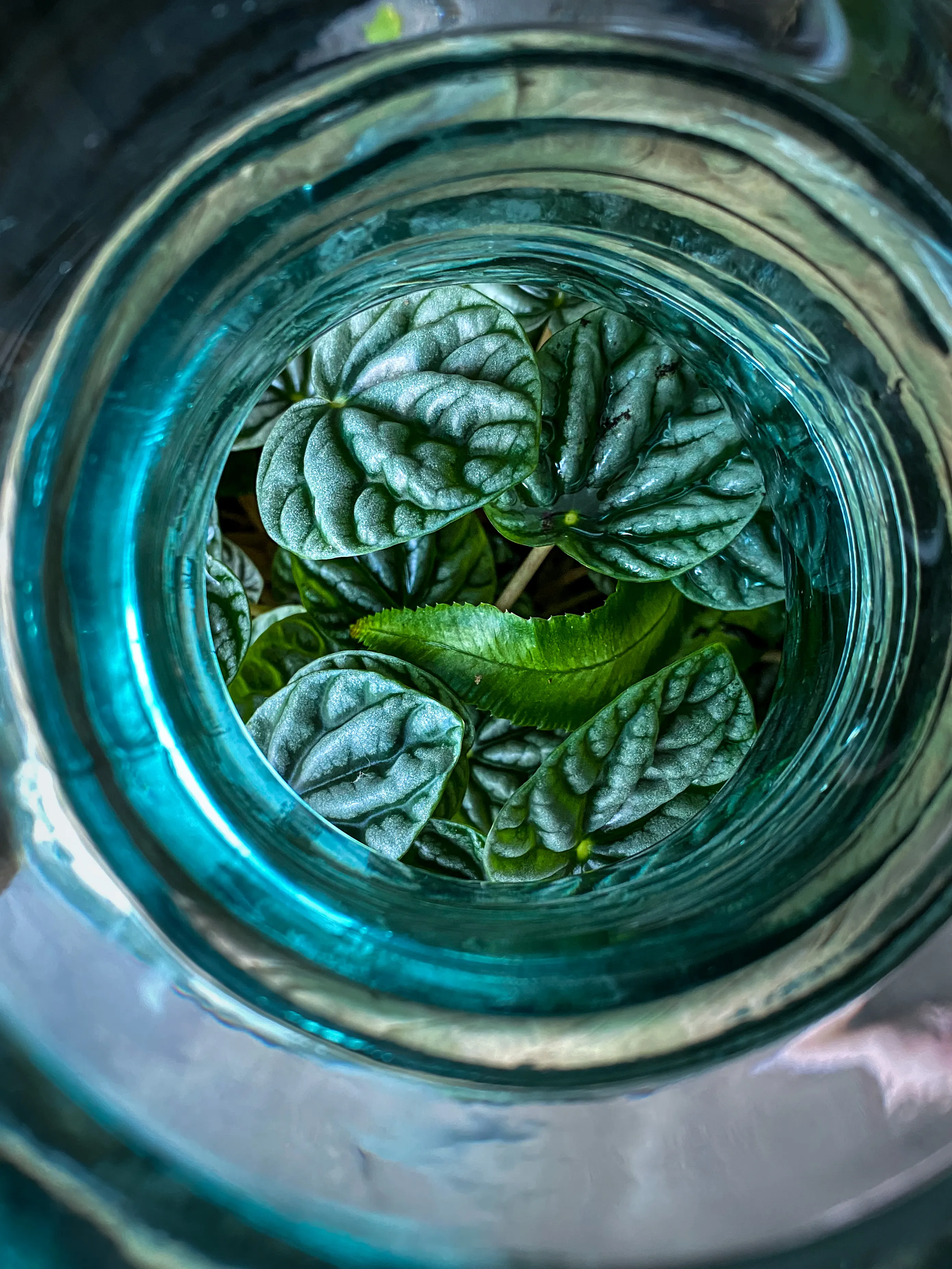 Peperomia caperata by DoodleBirdTerrariums
