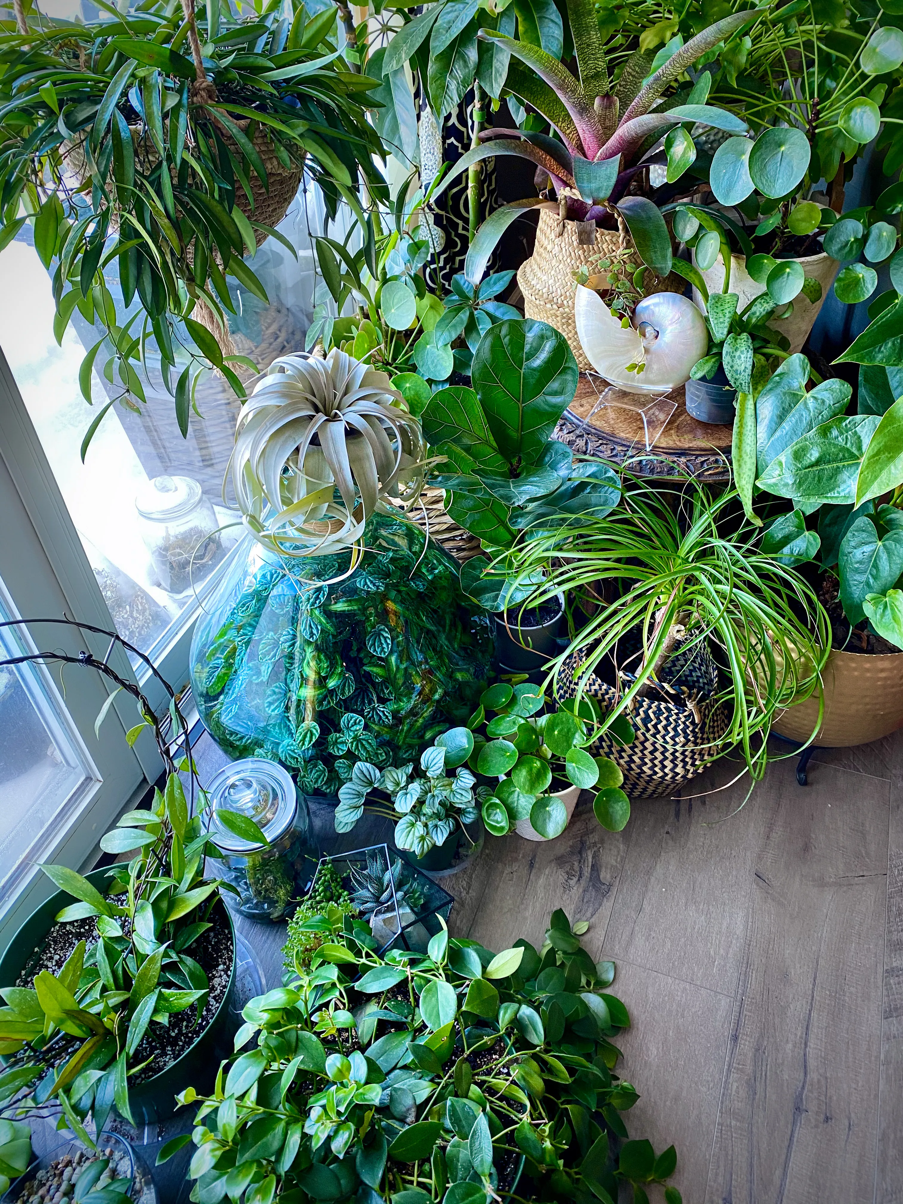 Peperomia caperata by DoodleBirdTerrariums