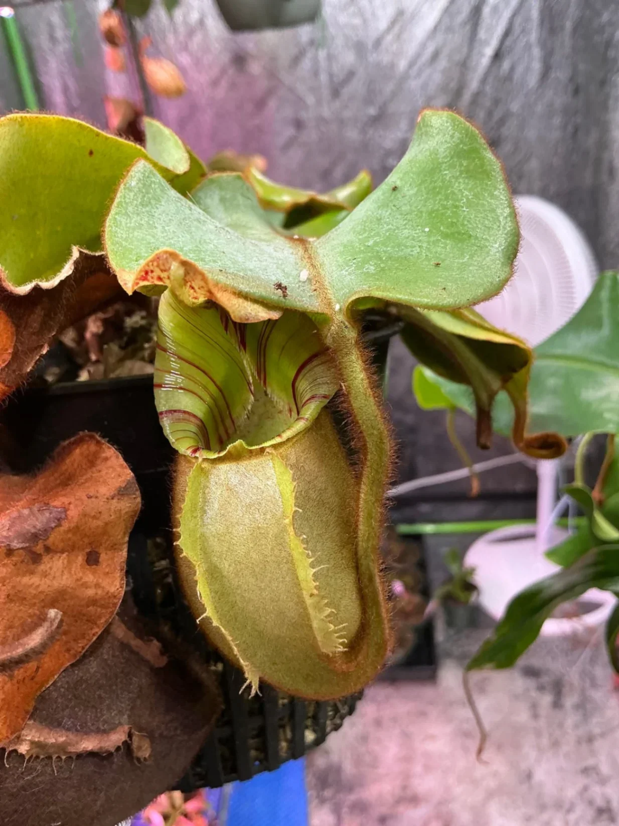 Nepenthes veitchii by Dartnivorous