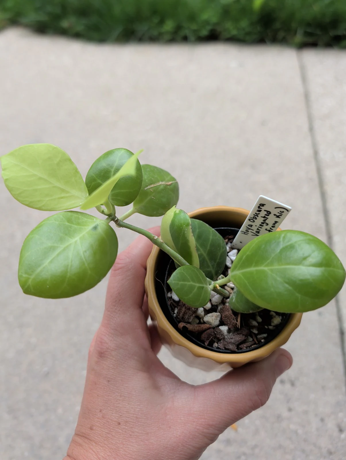 Hoya obscura 'Variegated' by meg