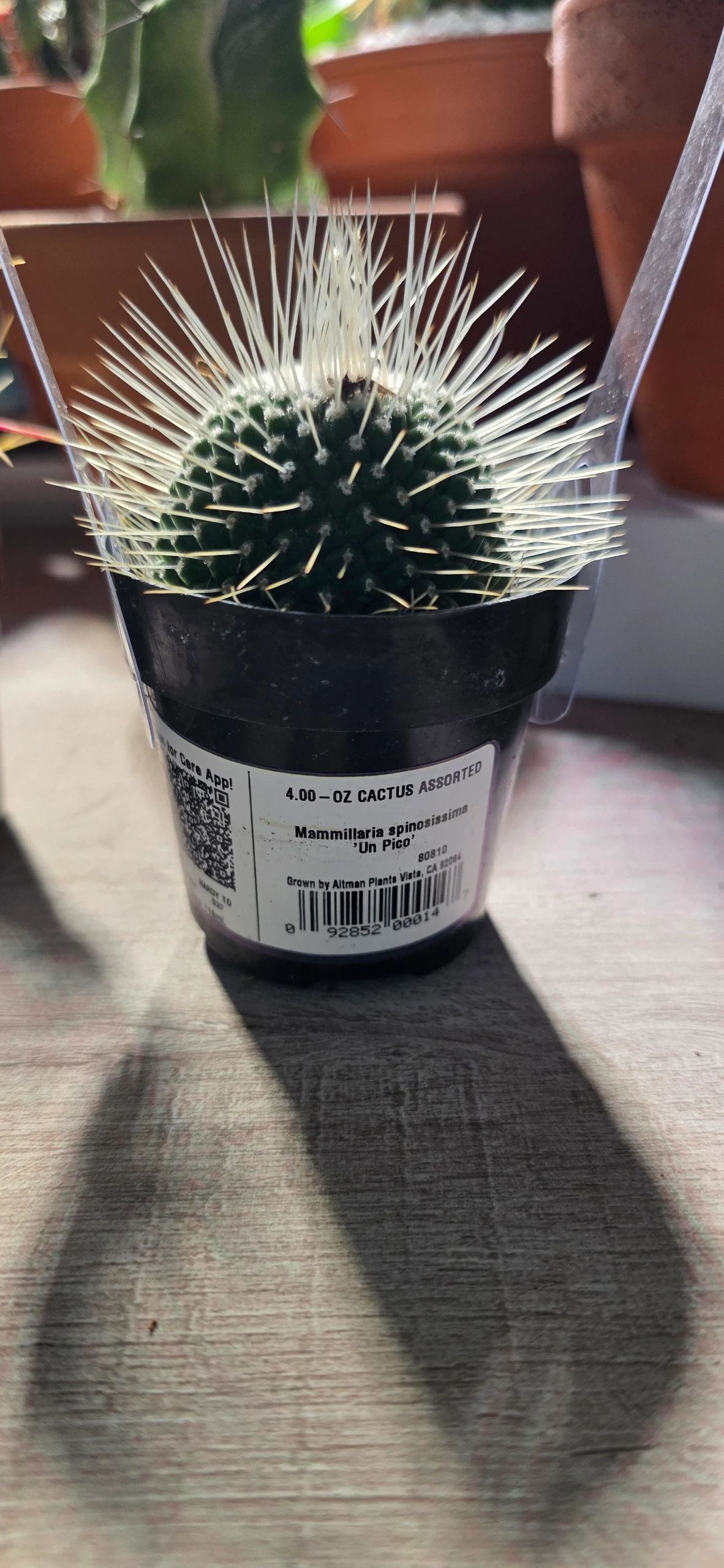 Mammillaria spinosissima 'Un Pico' by RoyalAlchemy