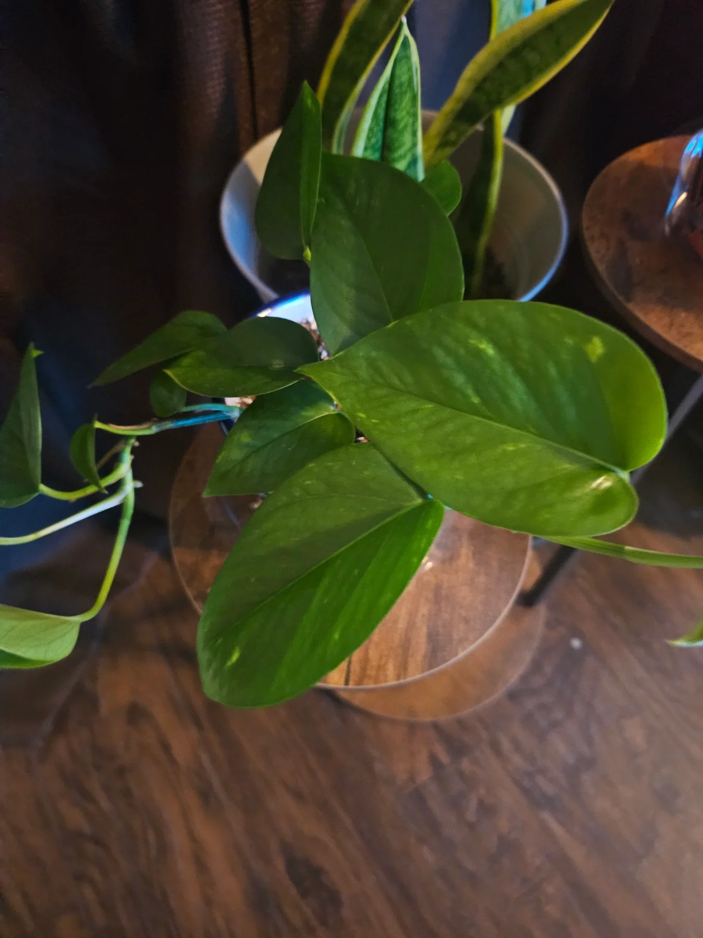 Epipremnum aureum by Mslatinatx73