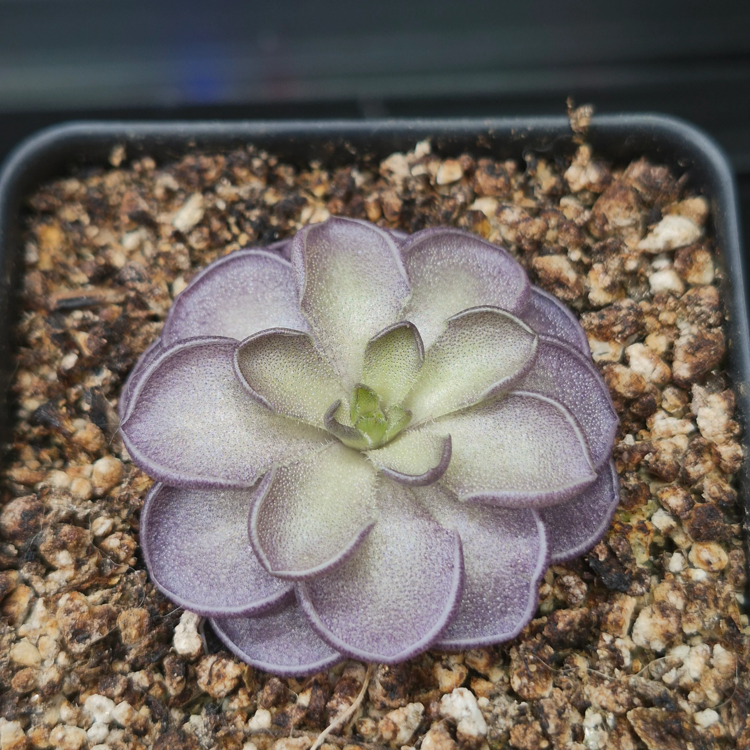 Pinguicula Cyclosecta by Carnivargi