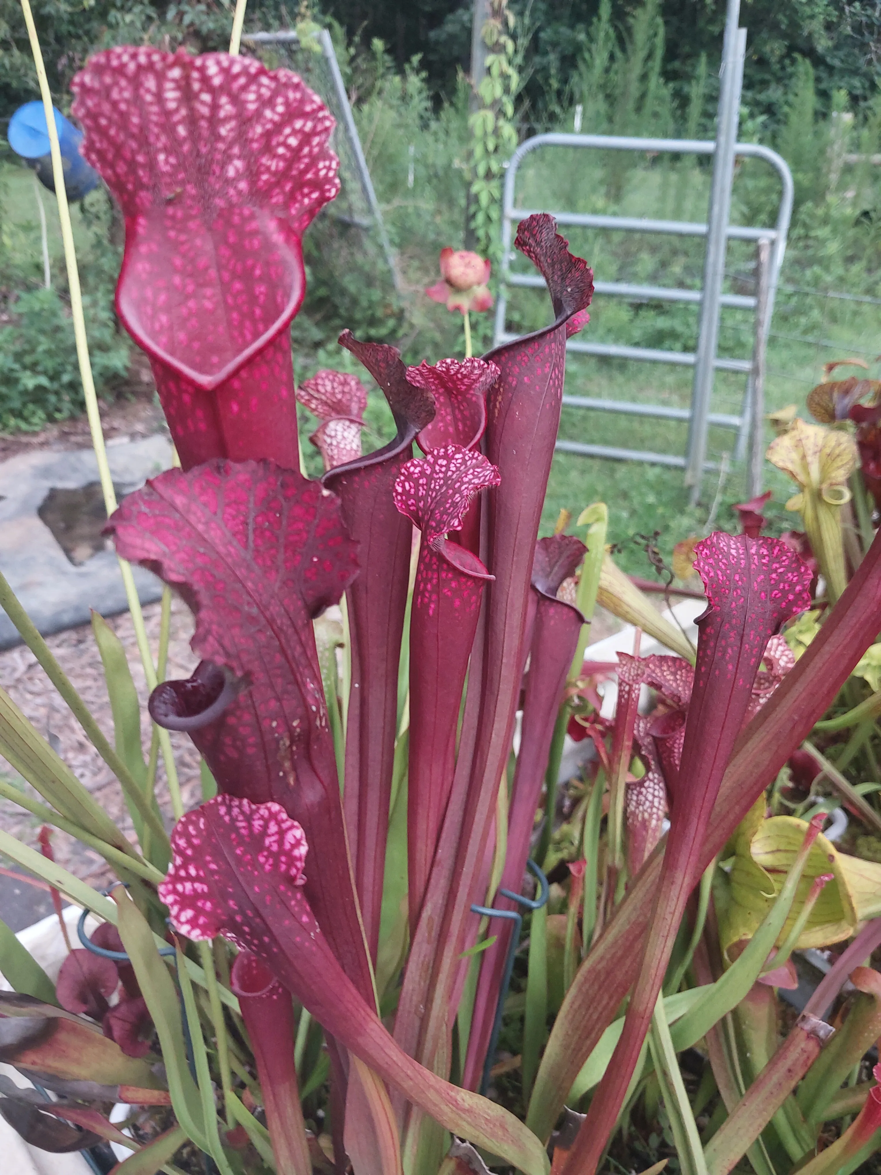 Sarracenia leucophylla 'Wilkerson Red Rocket x Franklin Co 'B'' by P_Hill_FL