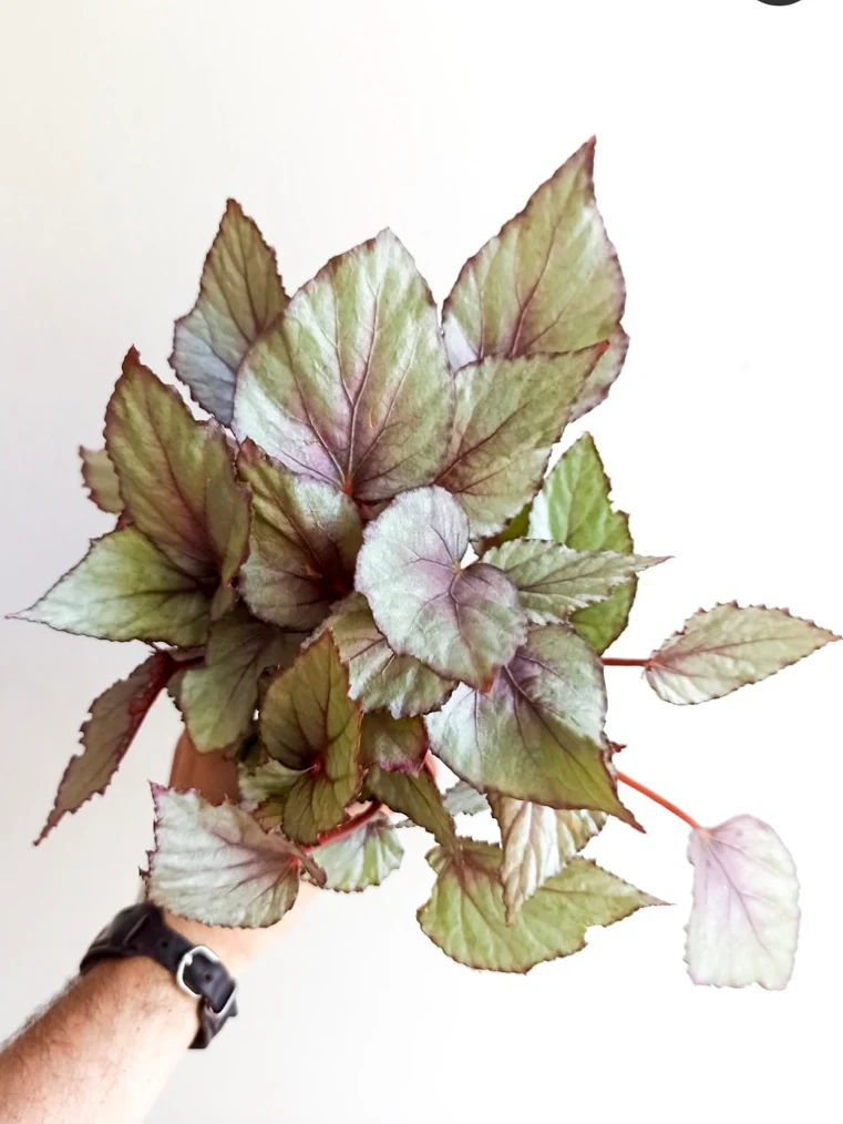 Begonia Maori Haze by NashvilleNDP