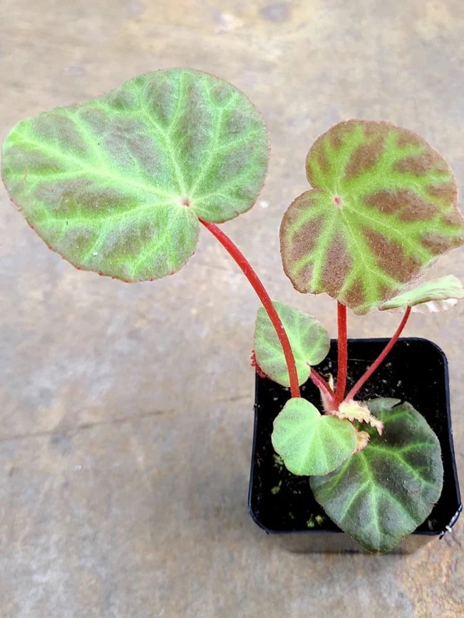Begonia aff. nurii by NashvilleNDP