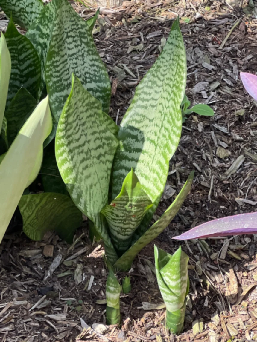 Dracaena trifasciata by markymark