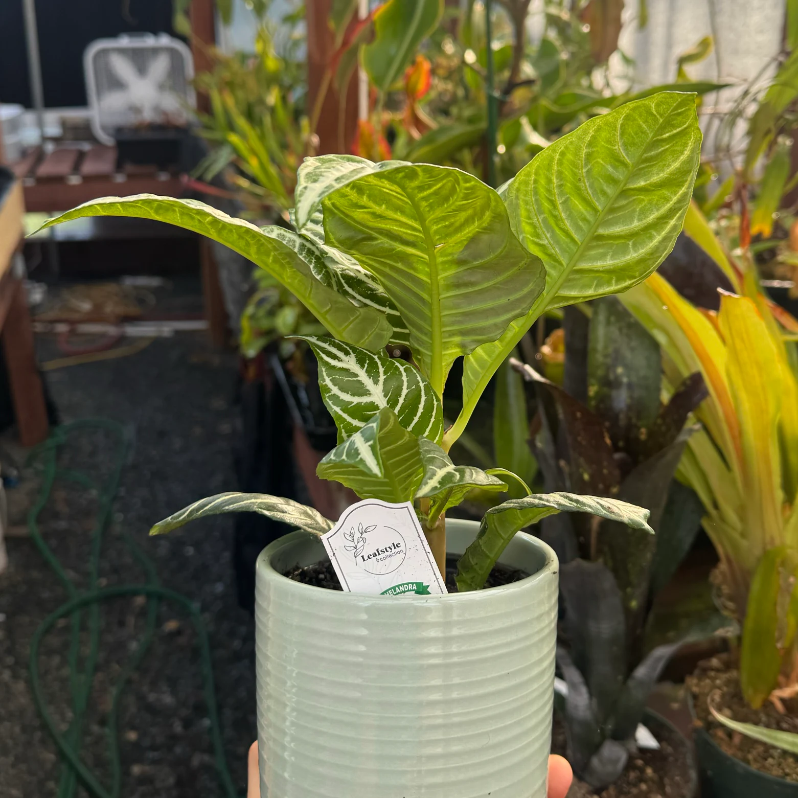 Aphelandra squarrosa by David