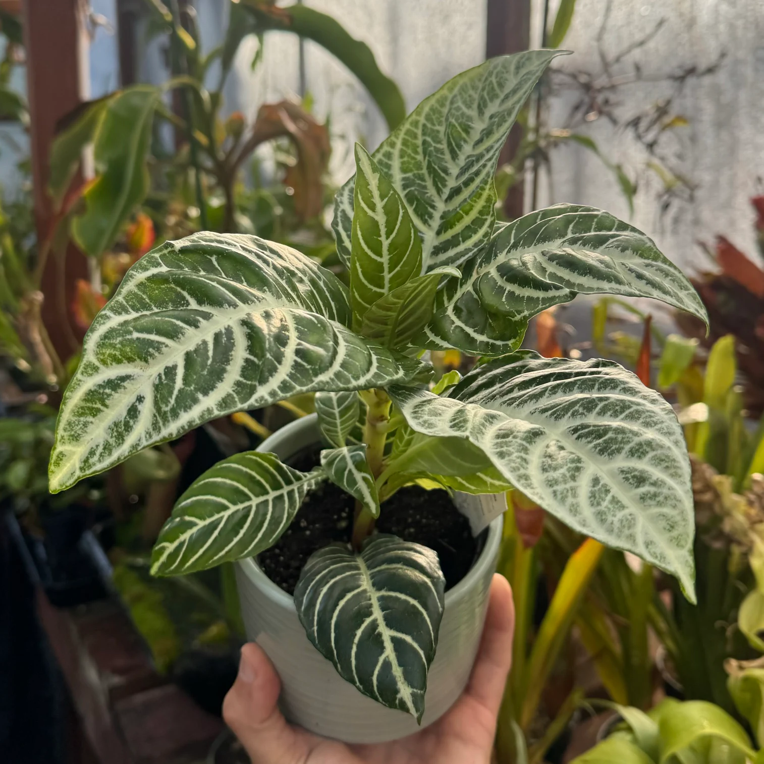 Aphelandra squarrosa by David