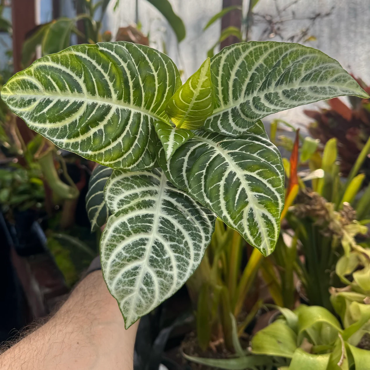 Aphelandra squarrosa by David