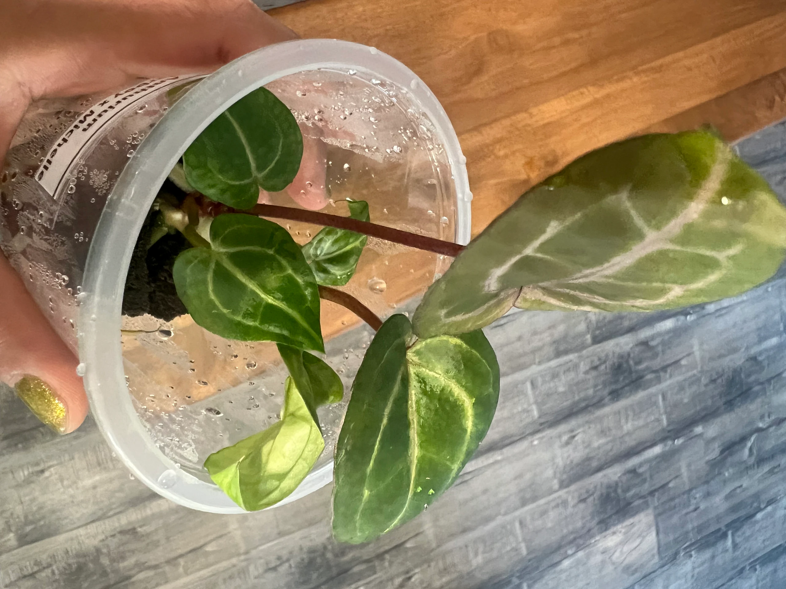 Anthurium crystallinum 'Red' by alohamora