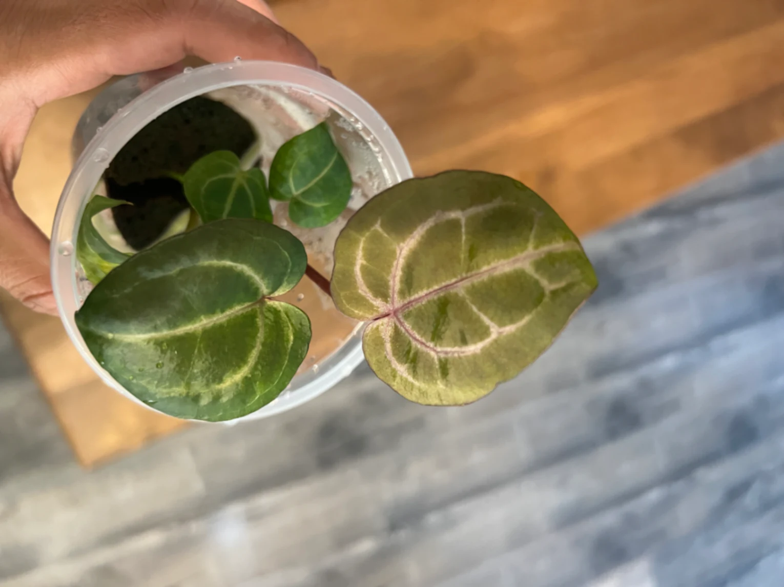 Anthurium crystallinum 'Red' by alohamora