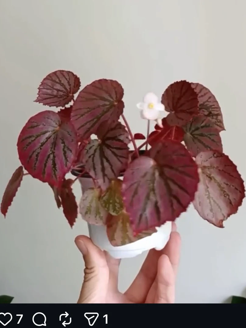 Begonia Martin's Mystery U192 by NashvilleNDP