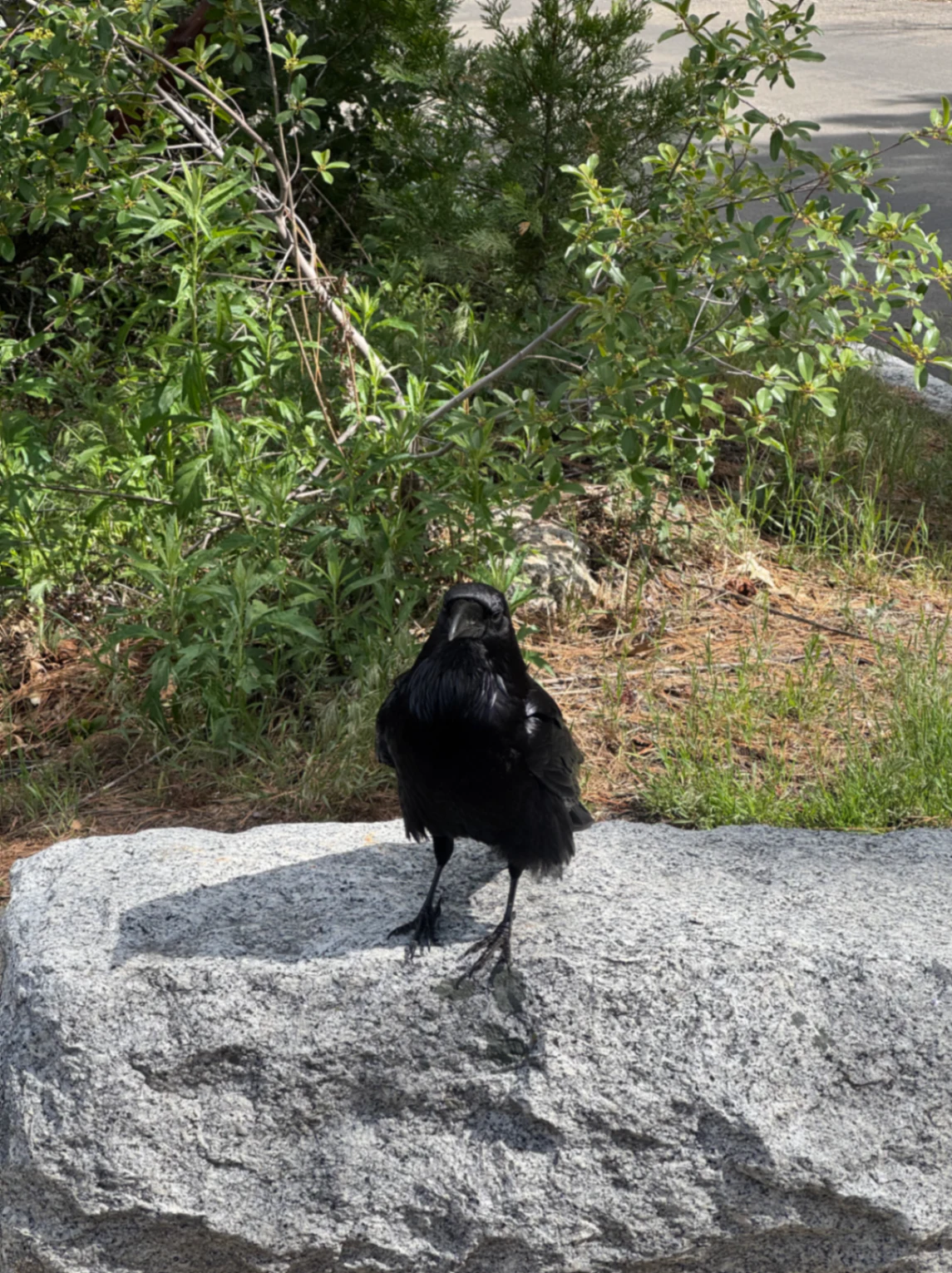 Common Raven Corvus corax by David