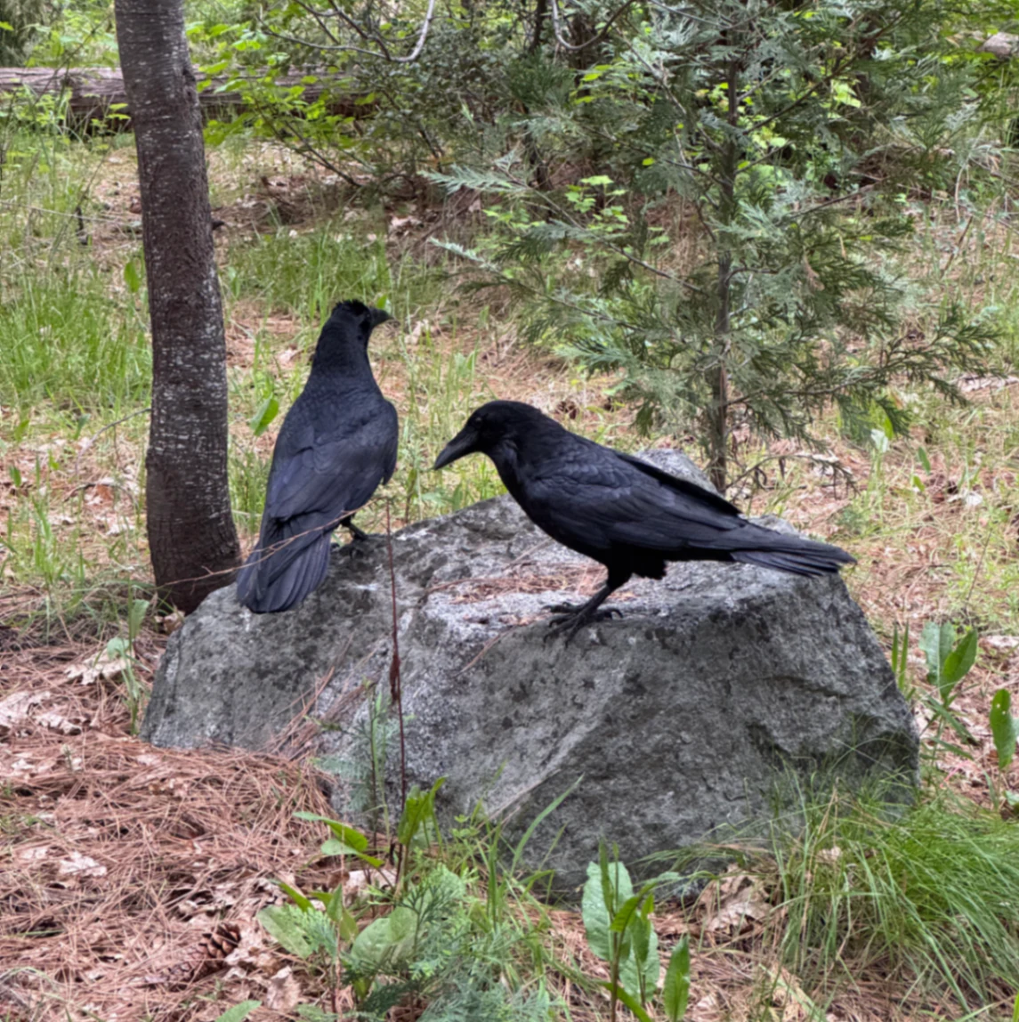 Common Raven Corvus corax by David