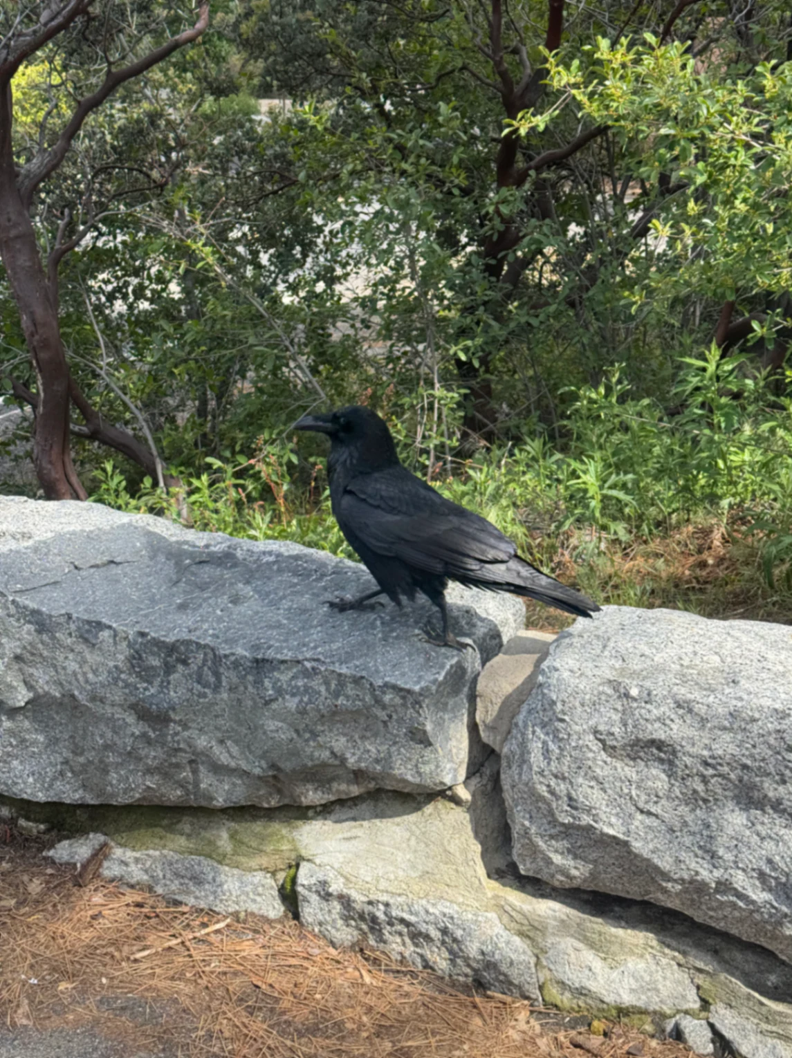 Common Raven Corvus corax by David