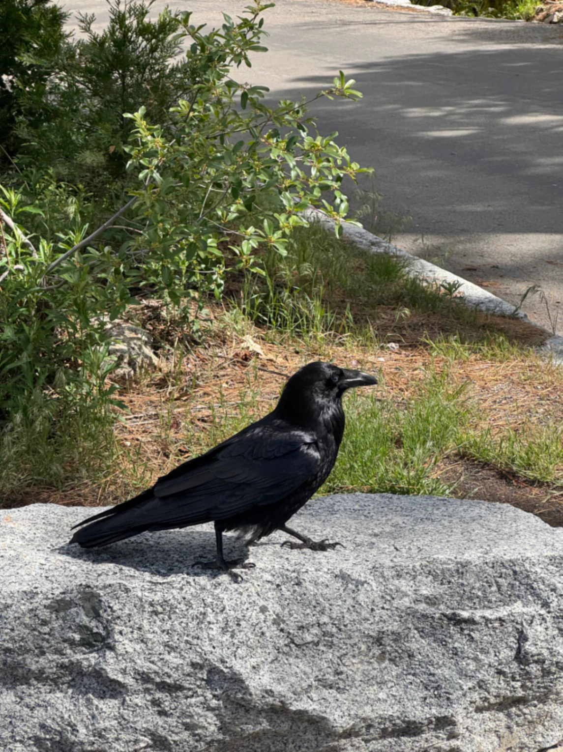 Common Raven Corvus corax by David