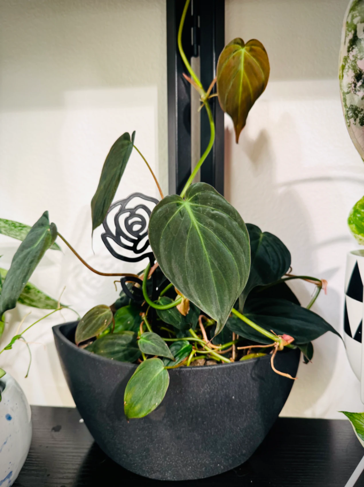 Philodendron Micans by Labuleaf