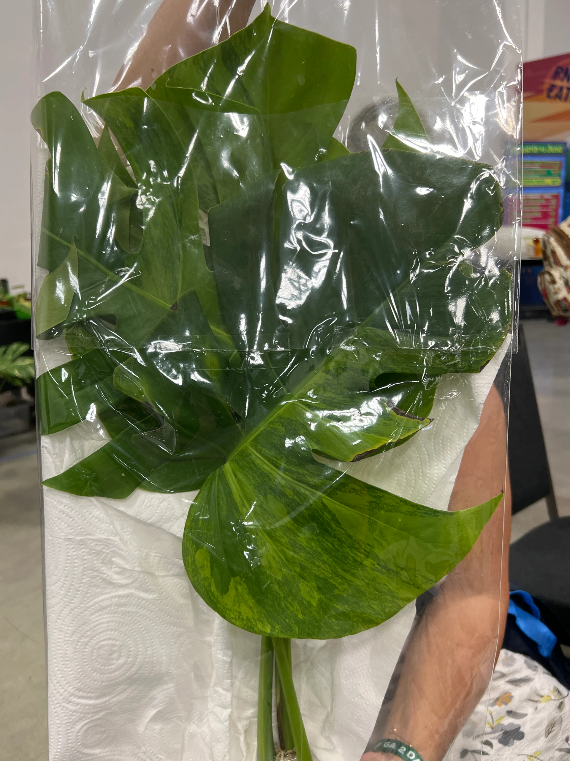 Monstera deliciosa 'variegata' by Dwindham