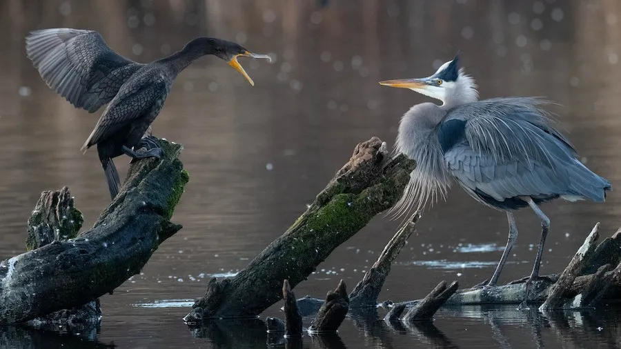 Great Blue Heron Ardea herodias by genevieve