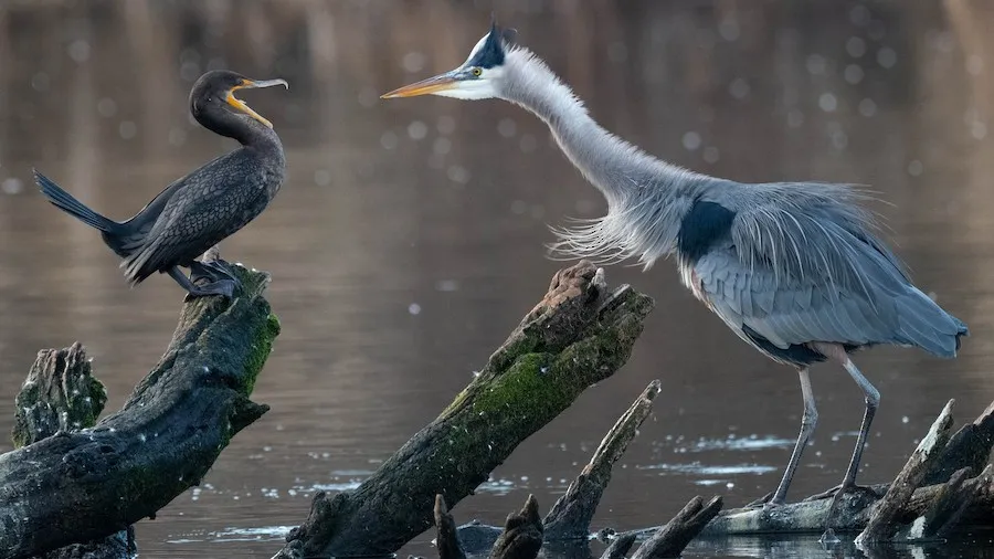 Great Blue Heron Ardea herodias by genevieve