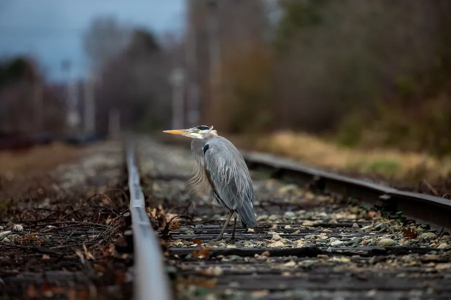 Great Blue Heron Ardea herodias by genevieve