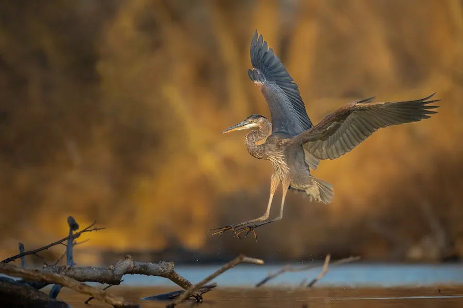Great Blue Heron Ardea herodias by genevieve