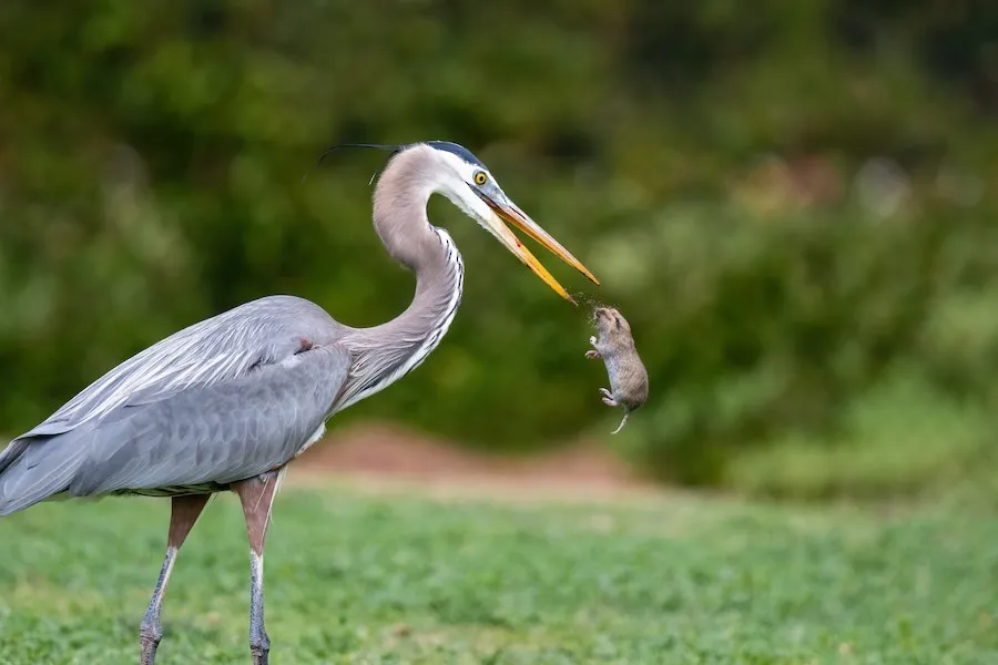 Great Blue Heron Ardea herodias by genevieve