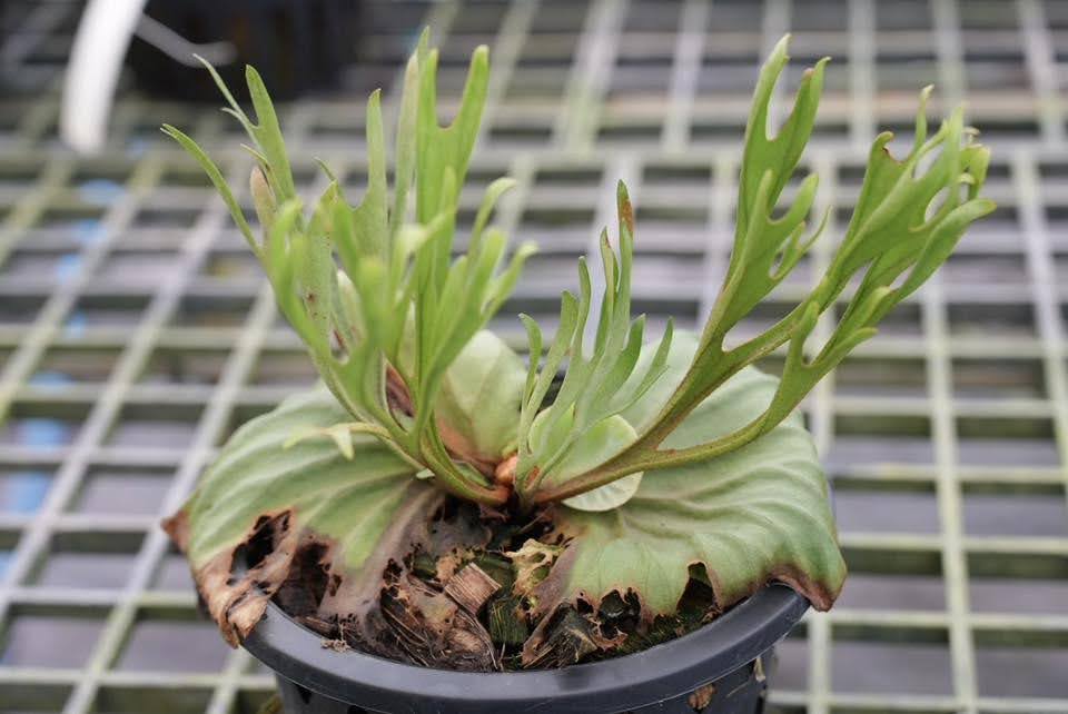 Platycerium Ridleyi 'Lydia' by aroot