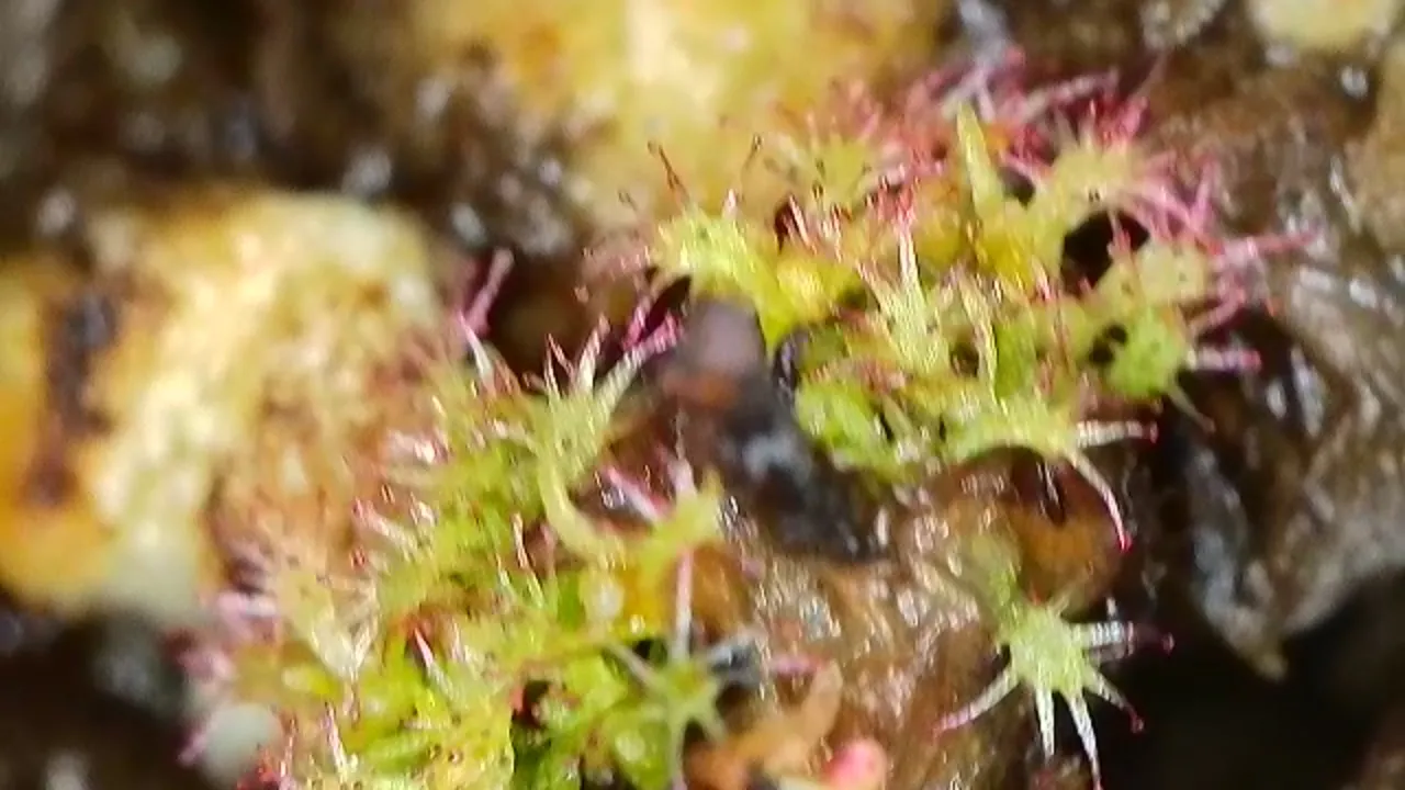 Drosera capensis by Majilkins