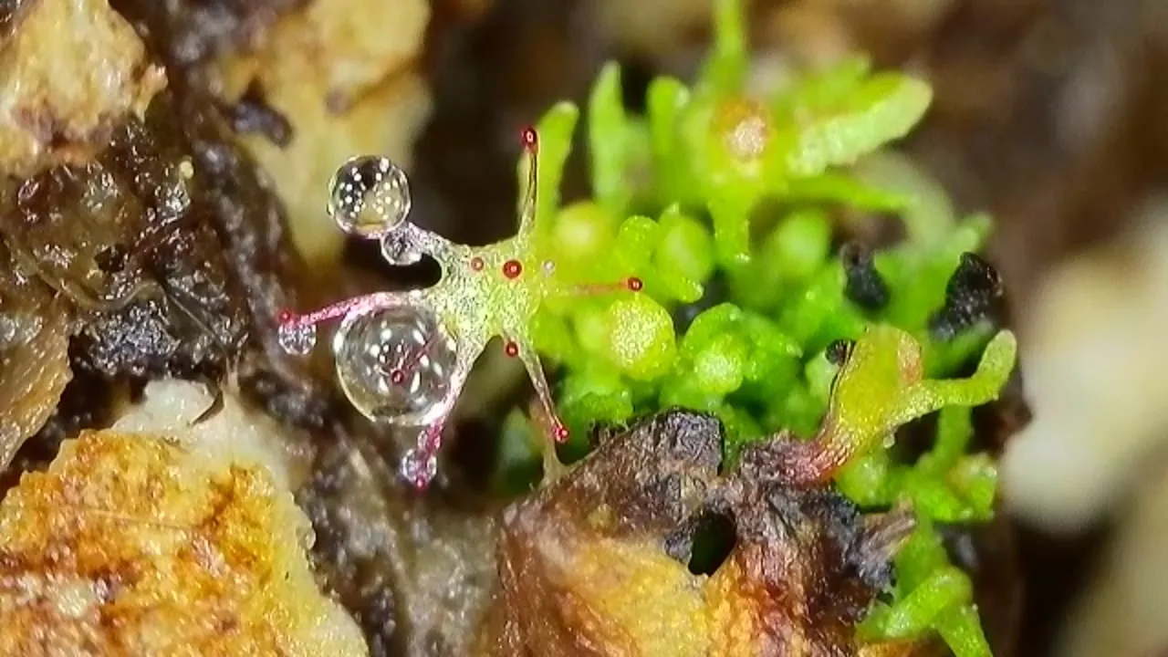 Drosera capensis by Majilkins
