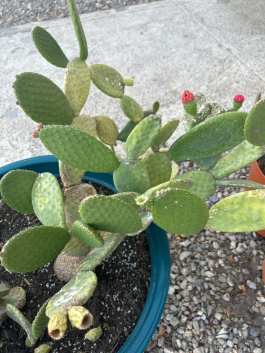 Opuntia cochenillifera by Variegatedstringofchaos