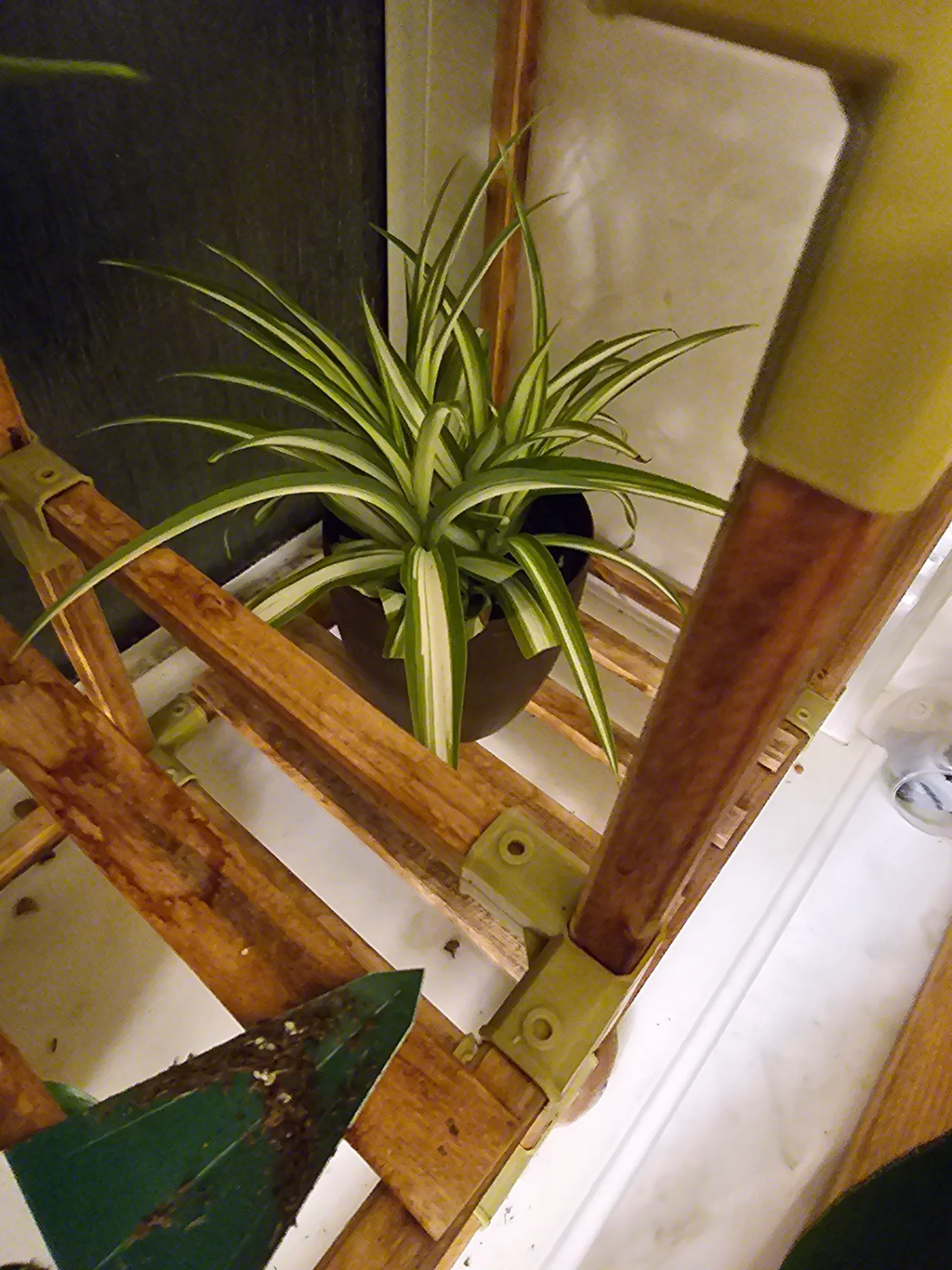 Chlorophytum comosum 'Vittatum' by Mslatinatx73