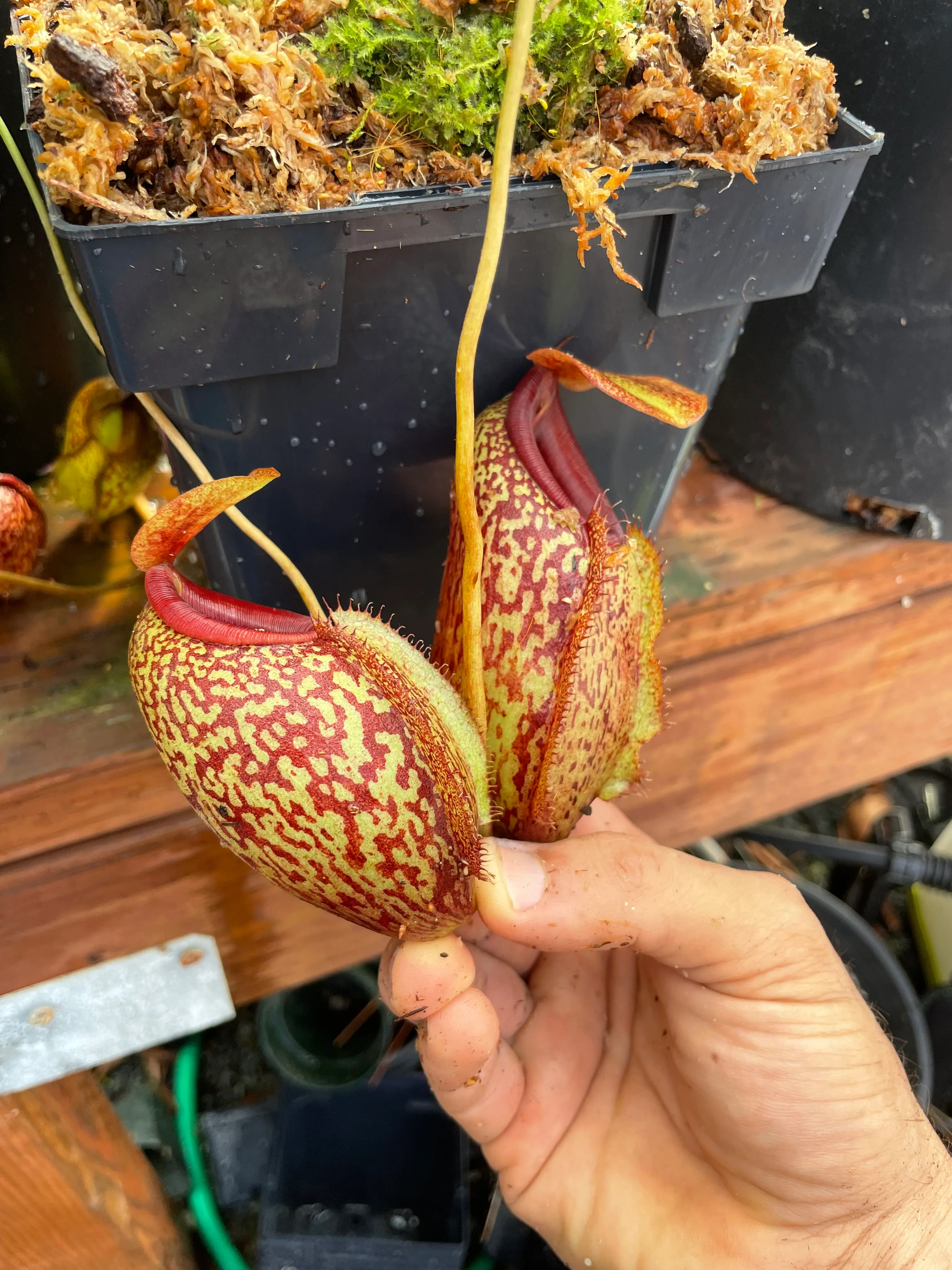 Nepenthes thorelii × aristolochioides by David